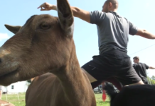 Try goat yoga Wednesday at the Cullman Library