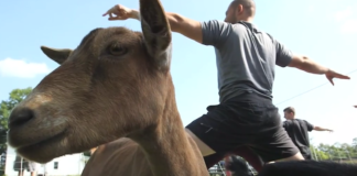 Try goat yoga Wednesday at the Cullman Library