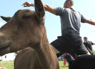 Try goat yoga Wednesday at the Cullman Library