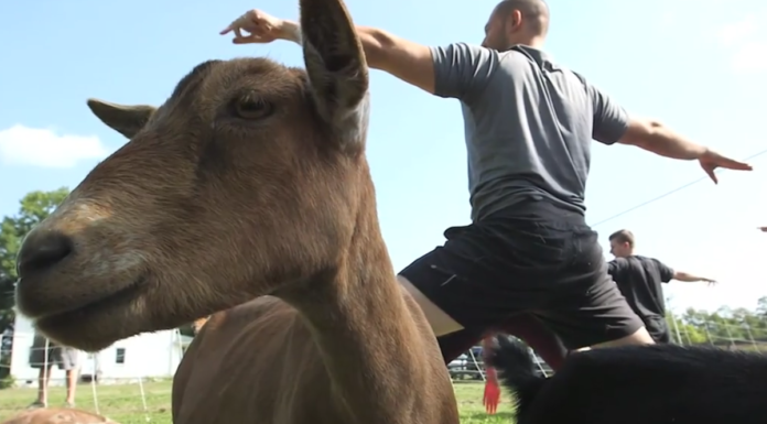 Try goat yoga Wednesday at the Cullman Library