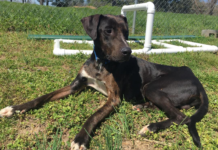 (Bonus) Pet of the Week: Get an audience with the Duke of Merle