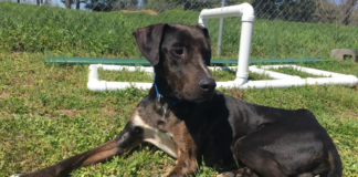 (Bonus) Pet of the Week: Get an audience with the Duke of Merle