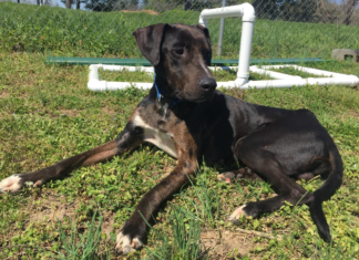 (Bonus) Pet of the Week: Get an audience with the Duke of Merle