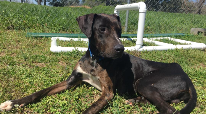 (Bonus) Pet of the Week: Get an audience with the Duke of Merle