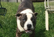 (Bonus) Pet of the Week: Meet roly-poly Pugsley