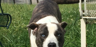 (Bonus) Pet of the Week: Meet roly-poly Pugsley