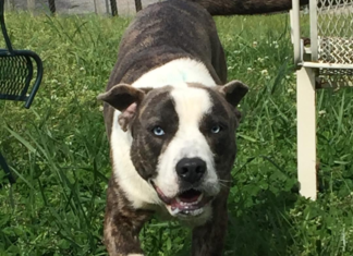 (Bonus) Pet of the Week: Meet roly-poly Pugsley