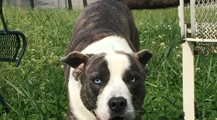 (Bonus) Pet of the Week: Meet roly-poly Pugsley