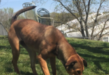 Pet of the Week: Charlene is looking for her forever home