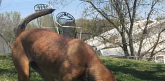 Pet of the Week: Charlene is looking for her forever home