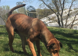 Pet of the Week: Charlene is looking for her forever home