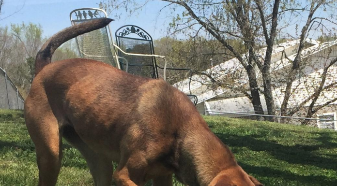 Pet of the Week: Charlene is looking for her forever home