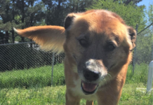 Pet of the Week: Need to unwind? Meet Rufus!