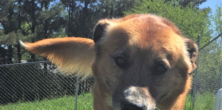 Pet of the Week: Need to unwind? Meet Rufus!