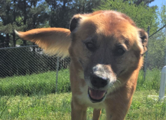 Pet of the Week: Need to unwind? Meet Rufus!