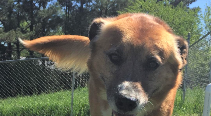 Pet of the Week: Need to unwind? Meet Rufus!