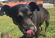 Pet of the Week: Accustomed to love, Sam needs a 2nd chance at love