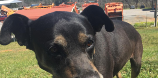 Pet of the Week: Accustomed to love, Sam needs a 2nd chance at love