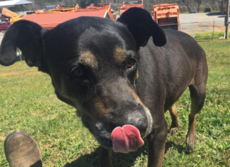 Pet of the Week: Accustomed to love, Sam needs a 2nd chance at love