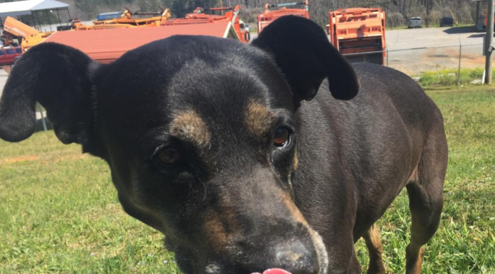 Pet of the Week: Accustomed to love, Sam needs a 2nd chance at love