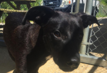 Pet of the Week: You’ll love Lucylou!