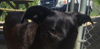 Pet of the Week: You’ll love Lucylou!