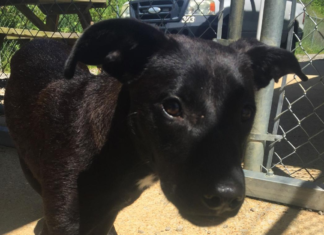 Pet of the Week: You’ll love Lucylou!