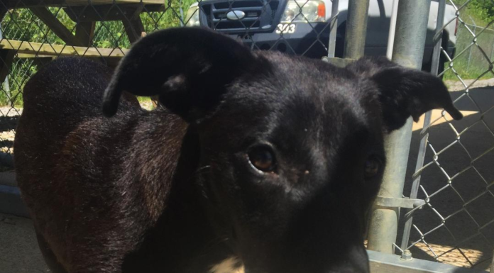 Pet of the Week: You’ll love Lucylou!