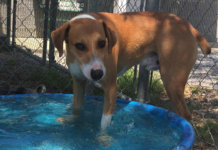 Pet of the Week: Say hello to Uncle Henny!