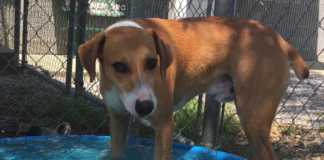 Pet of the Week: Say hello to Uncle Henny!