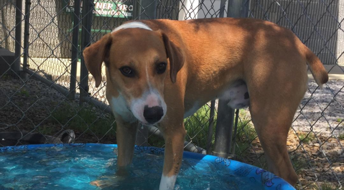 Pet of the Week: Say hello to Uncle Henny!