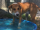 Pet of the Week: Say hello to Uncle Henny!