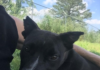 Pet of the Week: Looking for a sweet treat? Meet sugar Pie!