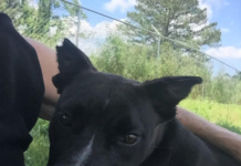 Pet of the Week: Looking for a sweet treat? Meet sugar Pie!