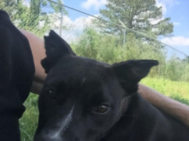 Pet of the Week: Looking for a sweet treat? Meet sugar Pie!