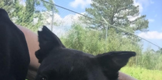 Pet of the Week: Looking for a sweet treat? Meet sugar Pie!