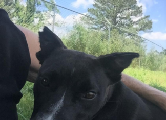 Pet of the Week: Looking for a sweet treat? Meet sugar Pie!