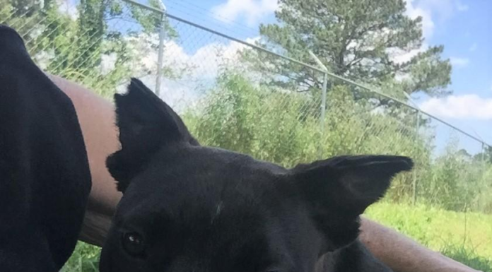 Pet of the Week: Looking for a sweet treat? Meet sugar Pie!