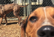 Pet of the Week: Meet gentle giant Cedar