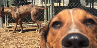 Pet of the Week: Meet gentle giant Cedar