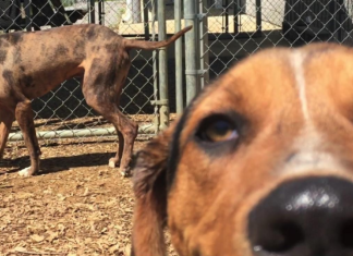 Pet of the Week: Meet gentle giant Cedar