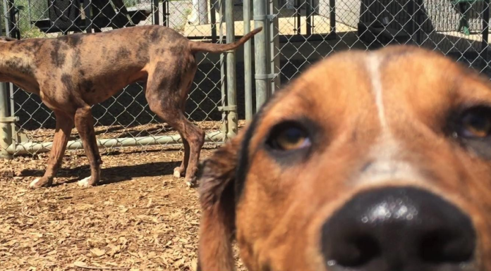 Pet of the Week: Meet gentle giant Cedar