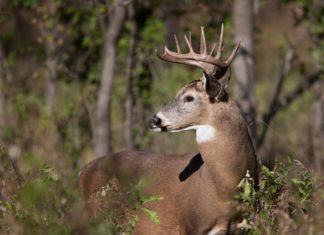 Alabama Bait Bill becomes law