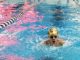 Cullman Swim Team travels to Madison for Thursday night meet