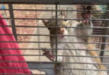 ‘Attack squirrel’ found in Limestone County meth bust