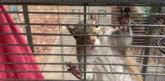 ‘Attack squirrel’ found in Limestone County meth bust
