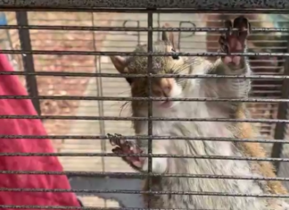 ‘Attack squirrel’ found in Limestone County meth bust