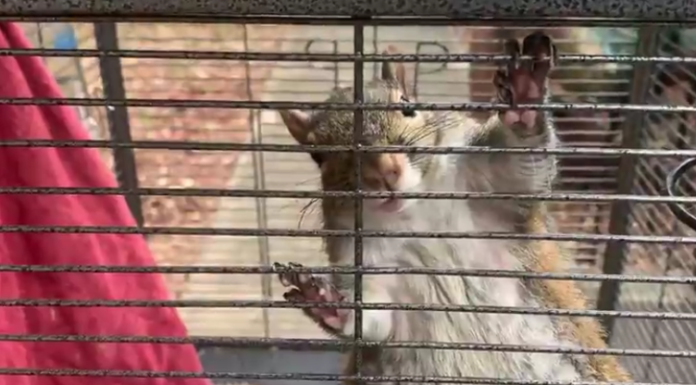 ‘Attack squirrel’ found in Limestone County meth bust