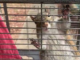 ‘Attack squirrel’ found in Limestone County meth bust