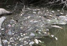 ‘This is heartbreaking for us’: River residents heavy-hearted; Tyson facing lawsuits